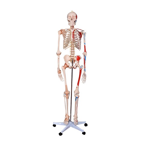 Bộ xương với c&aacute;c cơ v&agrave; d&acirc;y chằng được đ&aacute;nh số cao 180cm XC-101AN