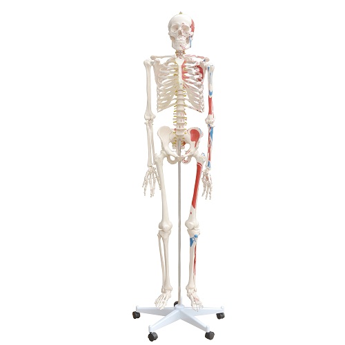 Bộ xương c&oacute; đ&aacute;nh số c&aacute;c nh&oacute;m cơ cao 180cm XC-101BN
