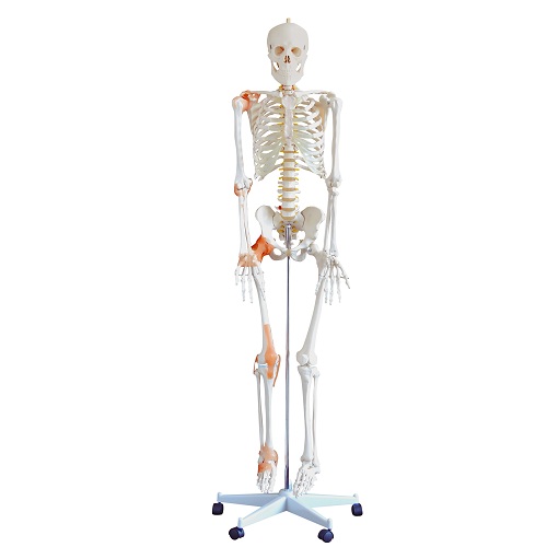 Bộ xương linh hoạt k&iacute;ch thước thật c&oacute; d&acirc;y chằng cao 180cm XC-101F