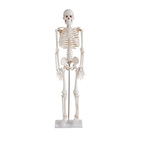 Bộ xương người 85cm XC-102