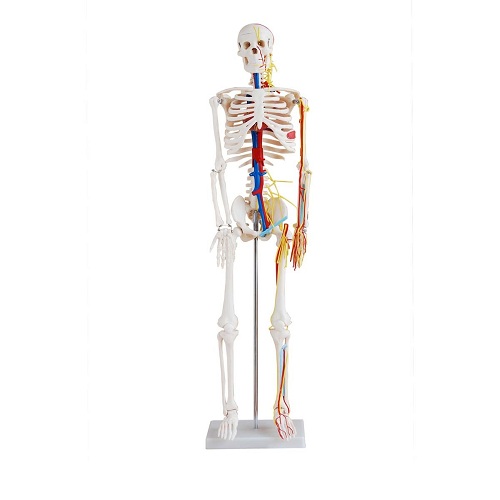 Bộ xương người 85cm c&oacute; d&acirc;y thần kinh v&agrave; mạch m&aacute;u XC-102B