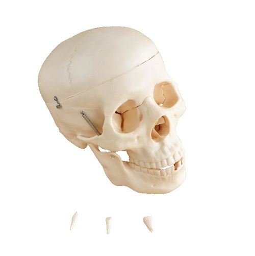 Hộp sọ k&iacute;ch thước thật XC-104 