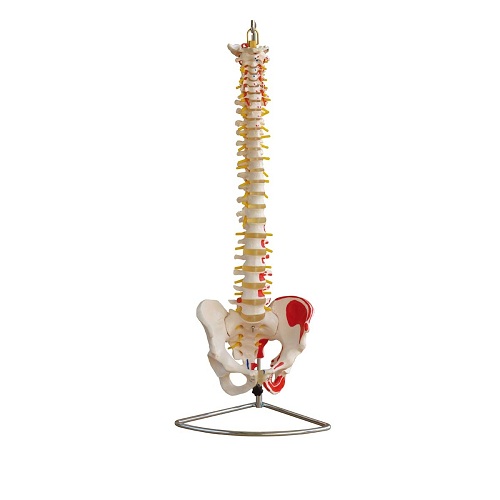 Cột sống k&egrave;m khung chậu v&agrave; c&aacute;c cơ được sơn m&agrave;u XC-105A