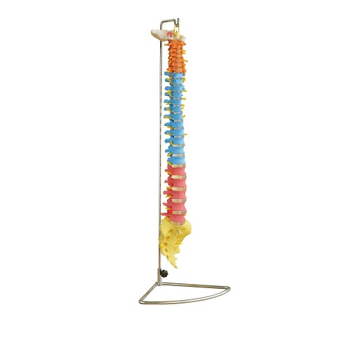 Bộ cột sống v&agrave; khung chậu d&ugrave;ng trong giảng dạy XC-105C