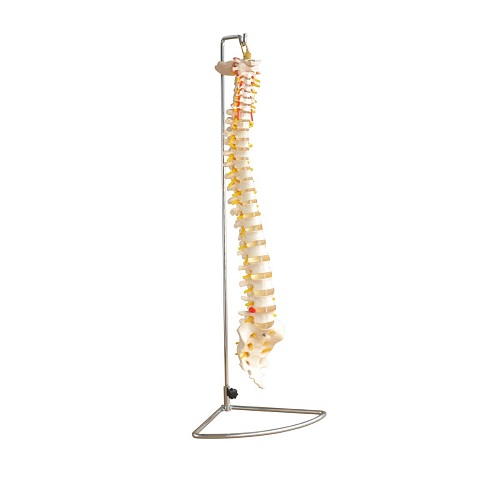 M&ocirc; h&igrave;nh cột sống k&iacute;ch thước thật XC-107