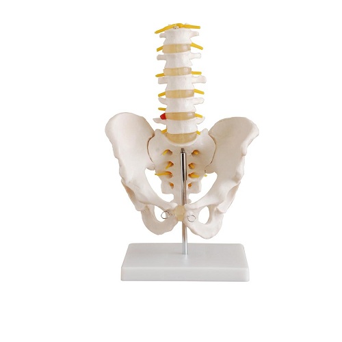Khung xương chậu k&iacute;ch thước thật k&egrave;m 5 đốt sống thắt lưng XC-115