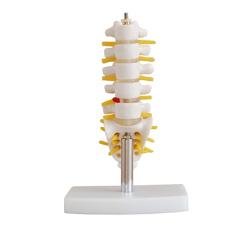 Bộ xương sống thắt lưng k&egrave;m xương c&ugrave;ng, xương cụt v&agrave; đĩa đệm tho&aacute;t vị XC-119A