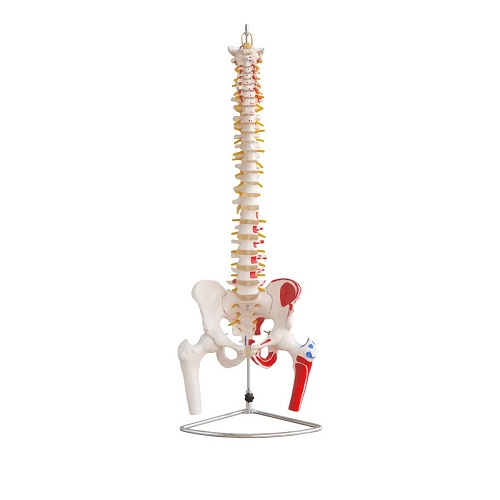 Cột sống k&egrave;m xương chậu, đầu xương đ&ugrave;i v&agrave; c&aacute;c cơ được sơn m&agrave;u XC-126A