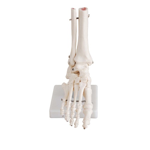 Khớp b&agrave;n ch&acirc;n k&iacute;ch thước thật XC-113