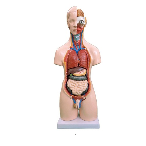 M&ocirc; h&igrave;nh th&acirc;n người unisex 55 cm, 20 chi tiết XC-209