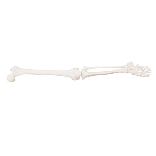 M&ocirc; h&igrave;nh chi dưới k&iacute;ch thước thật XC-122