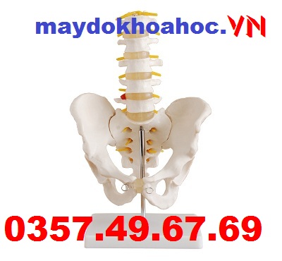 Mô hình khung chậu với năm đốt sống thắt lưng GD-A11129-2 Mô hình khung chậu với năm đốt sống thắt lưng GD-A11129-2