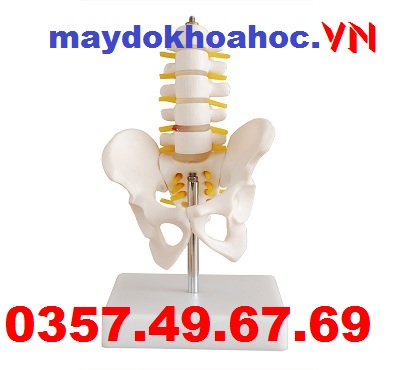 Mô hình khung chậu nhỏ với năm đốt sống thắt lưng GD-A11129-3 Mô hình khung chậu nhỏ với năm đốt sống thắt lưng GD-A11129-3