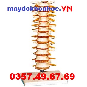 Mô hình đốt sống ngực GD-A11108