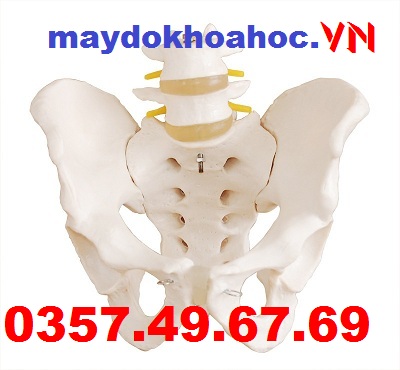 Mô hình khung chậu với hai đốt sống thắt lưng GD-A11129-1 Mô hình khung chậu với hai đốt sống thắt lưng GD-A11129-1