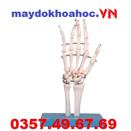 Mô hình khớp xương bàn tay GD-A11201-3 Mô hình khớp xương bàn tay GD-A11201-3