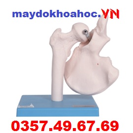 Mô hình khớp hông GD-A11201-4 Mô hình khớp hông GD-A11201-4