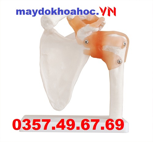 Mô hình khớp vai GD-A11209-1