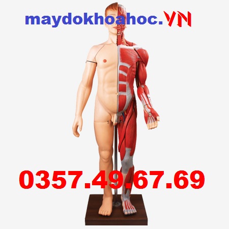Mô hình cơ thể người hệ cơ với nội tạng GD-A10001 Mô hình cơ thể người hệ cơ với nội tạng GD-A10001