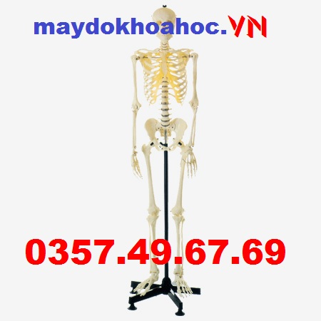 Mô hình bộ xương người nam 180 cm GD-A11101-1