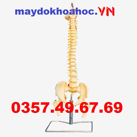 Mô hình xương cột sống, xương chậu, xương chân GD-A11105