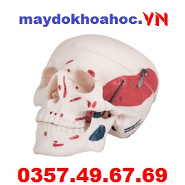 Mô hình tô màu hộp sọ người lớn có cơ bắp GD-A11111-2