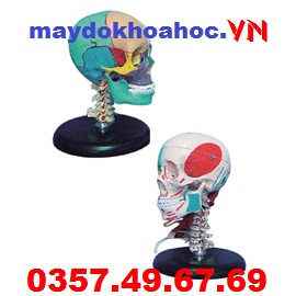 Mô hình hộp sọ với cột sống cổ GD-A11111-3 Mô hình hộp sọ với cột sống cổ GD-A11111-3
