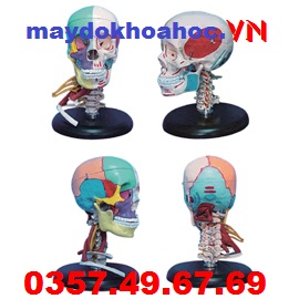 Mô hình hộp sọ người lớn tự nhiên màu sắc GD-A11111-4 Mô hình hộp sọ người lớn tự nhiên màu sắc GD-A11111-4