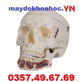Mô hình hộp sọ người lớn với dây thần kinh GD-A11112