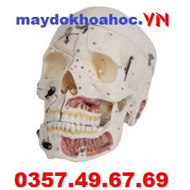  Mô hình hộp sọ người lớn với mô hình dây thần kinh mạch máu GD-A11113