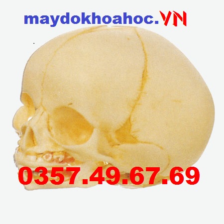 Mô hình hộp sọ trẻ sơ sinh GD-A11115