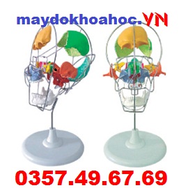 Mô hình hộp sọ tách rời của người trưởng thành GD-A11116-2 Mô hình hộp sọ tách rời của người trưởng thành GD-A11116-2