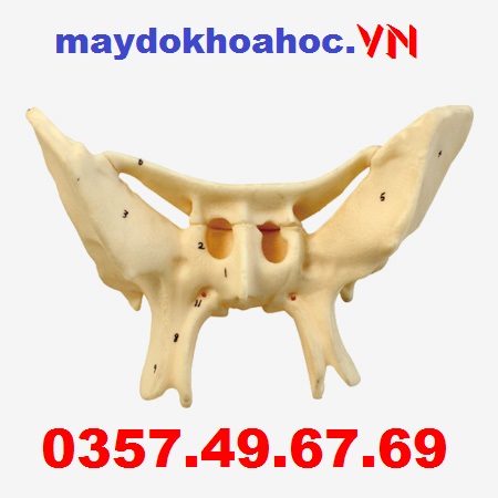 Mô hình xương sàng GD-A11120 Mô hình xương sàng GD-A11120