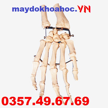 Mô hình giải phẫu xương bàn tay GD-A11126 Mô hình giải phẫu xương bàn tay GD-A11126