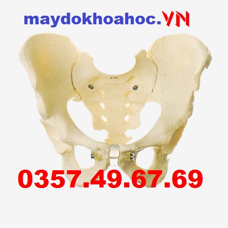 Mô hình xương chậu nam GD-A11127 Mô hình xương chậu nam GD-A11127