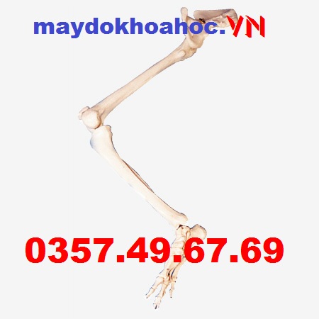 Mô hình xương chi dưới có xương hông GD-A11130 Mô hình xương chi dưới có xương hông GD-A11130