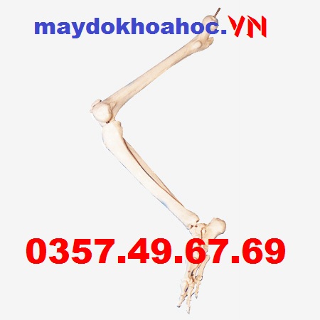 Mô hình Xương chi dưới GD-A11131 Mô hình Xương chi dưới GD-A11131
