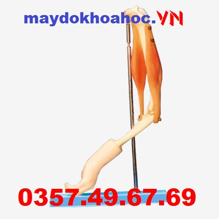 Mô hình cơ và khớp khuỷu tay GD-A11210 Mô hình cơ và khớp khuỷu tay GD-A11210