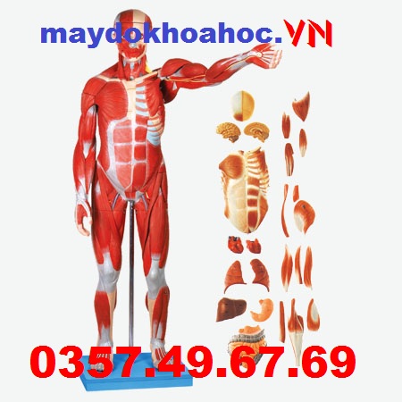 Mô hình cơ bắp của nam giới với cơ quan nội tạng GD-A11301-1 Mô hình cơ bắp của nam giới với cơ quan nội tạng GD-A11301-1