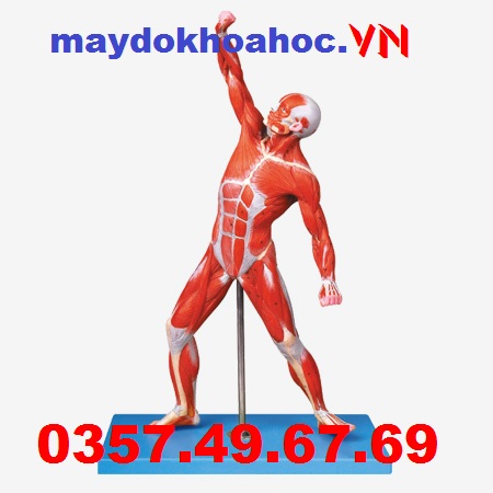 Mô hình cơ bắp nam GD-A11303