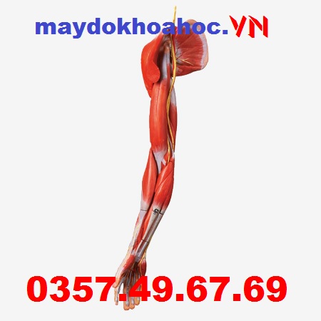 Mô hình cơ chi trên với dây thần kinh mạch máu GD-A11305 Mô hình cơ chi trên với dây thần kinh mạch máu GD-A11305