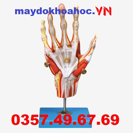 Mô hình Cơ tay với mạch máu và dây thần kinh GD-A11307