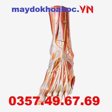 Mô hình cơ bàn chân với mạch và dây thần kinh GD-A11309 Mô hình cơ bàn chân với mạch và dây thần kinh GD-A11309