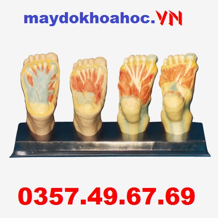 Mô hình giải phẫu cơ bắp chân GD-A11313 Mô hình giải phẫu cơ bắp chân GD-A11313