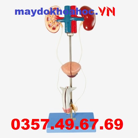 Mô hình giải phẫu hệ thống sinh dục nam GD-A14003