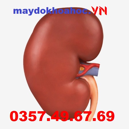 Mô hình thận GD-A14005