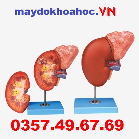 Mô hình mô thận và tuyến thượng thận GD-A14006