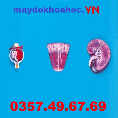 Mô hình Thận, Nephron và Cầu thận GD-A14007