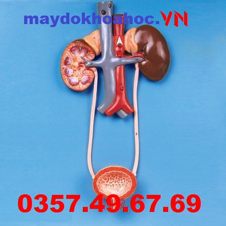 Mô hình hệ tiết niệu GD-A14001