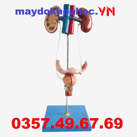 Mô hình giải phẫu hệ thống sinh dục nữ GD-A14002